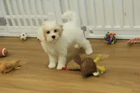 Violet F1B, a female Cavapoo and Poodle - Toy  for sale in Hickory, NC – 7 of 10