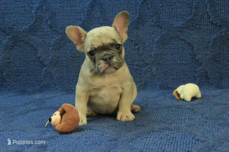 Paisley – French Bulldog puppy for sale in Hickory, NC