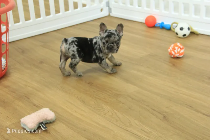 Betty – French Bulldog puppy for sale in Hickory, NC