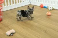 Betty, a female French Bulldog for sale in Hickory, NC – 1 of 10