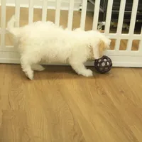 Scout Neutered, a male Cavachon for sale in Hickory, NC – Photo 6 of 8