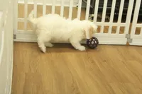 processed/478e0625-a61e-4667-8eb8-9f62e754dc14/listing/ddd41dfb-67f8-4d36-bed5-da4280170735/0ae57d0a-2f52-4468-9191-1a4e254b602e