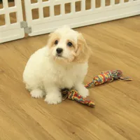 Scout Neutered, a male Cavachon for sale in Hickory, NC – Photo 7 of 8