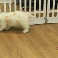 Scout Neutered, a male Cavachon for sale in Hickory, NC – Photo 8 of 8