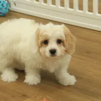 Scout Neutered, a male Cavachon for sale in Hickory, NC – Photo 1 of 8