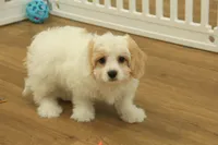 processed/478e0625-a61e-4667-8eb8-9f62e754dc14/listing/ddd41dfb-67f8-4d36-bed5-da4280170735/8cbabe8b-072c-4236-b072-70830fb36988