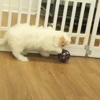 Scout Neutered, a male Cavachon for sale in Hickory, NC – Photo 2 of 8