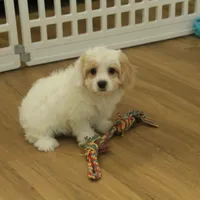 Scout Neutered, a male Cavachon for sale in Hickory, NC – Photo 5 of 8