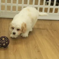 Scout Neutered, a male Cavachon for sale in Hickory, NC – Photo 4 of 8