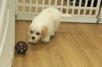 processed/478e0625-a61e-4667-8eb8-9f62e754dc14/listing/ddd41dfb-67f8-4d36-bed5-da4280170735/df867c05-d32b-4676-97ba-119caa9aed49