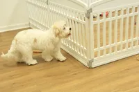 Katarina Spayed, a female Cavachon for sale in Hickory, NC – 8 of 10
