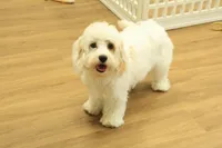 Katarina Spayed, a female Cavachon for sale in Hickory, NC – 2 of 10