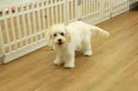 Katarina Spayed, a female Cavachon for sale in Hickory, NC – 4 of 10