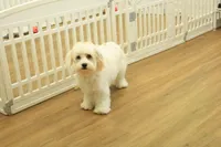 Katarina Spayed, a female Cavachon for sale in Hickory, NC – 5 of 10