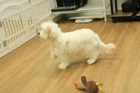 Katarina Spayed, a female Cavachon for sale in Hickory, NC – 10 of 10