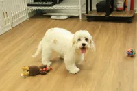 Katarina Spayed, a female Cavachon for sale in Hickory, NC – 3 of 10