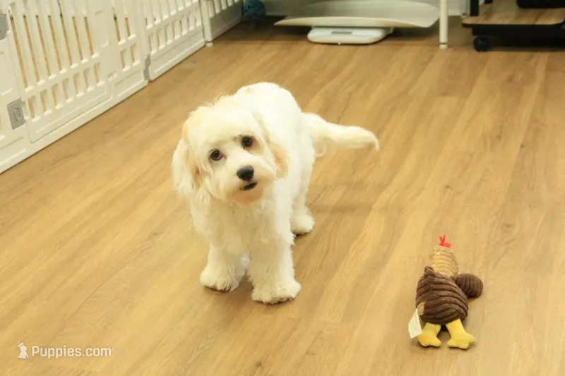 Katarina Spayed – Cavachon puppy for sale in Hickory, NC