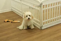 Katarina Spayed, a female Cavachon for sale in Hickory, NC – 6 of 10