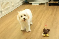 Katarina Spayed, a female Cavachon for sale in Hickory, NC – 7 of 10