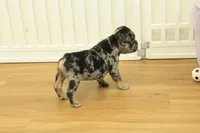 Rudy, a male French Bulldog for sale in Hickory, NC – 10 of 10