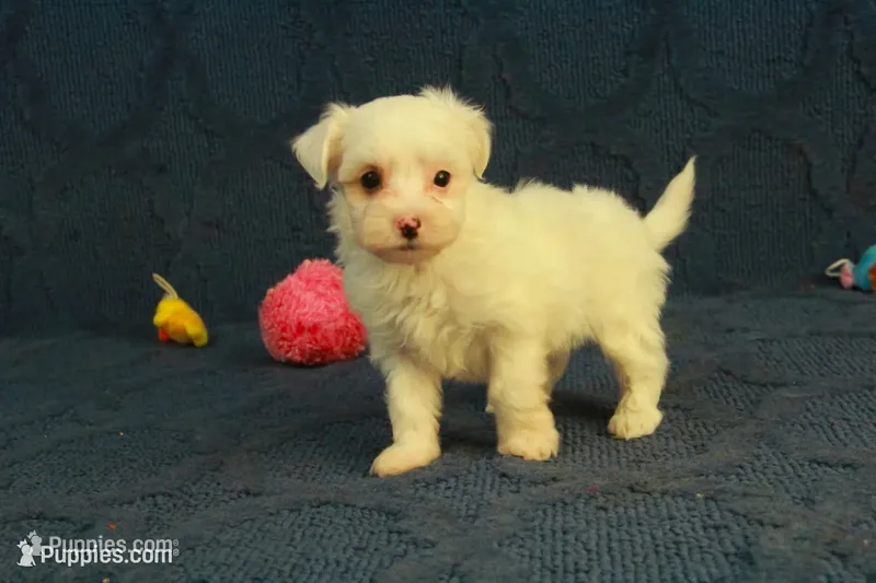 Callie, a female Maltipoo for sale in Hickory, NC – 1 of 9