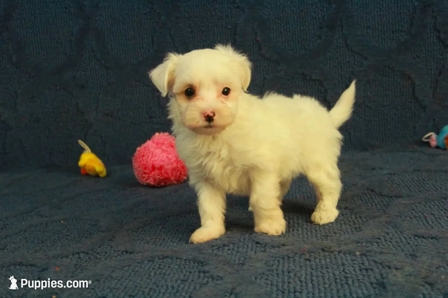 Callie, a female Maltipoo for sale in Hickory, NC – 1 of 9