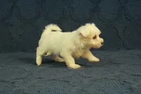 Casper, a male Maltipoo for sale in Hickory, NC – 10 of 10