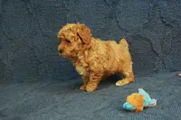 Gemma, a female Poodle - Toy  for sale in Hickory, NC – 4 of 10