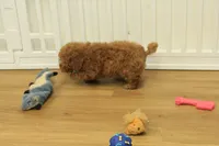 Tucker, a male Poodle - Toy  for sale in Hickory, NC – 7 of 10