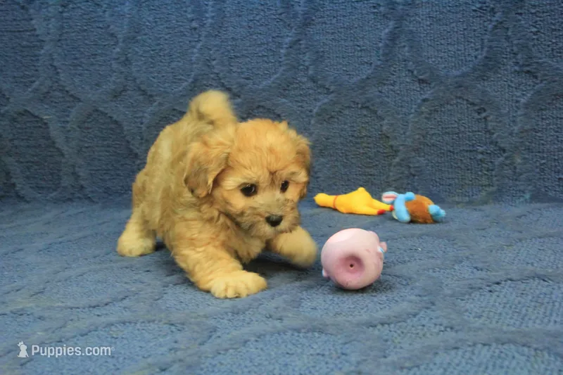 Skylar – Maltipoo puppy for sale in Hickory, NC