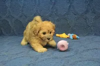 Skylar, a male Maltipoo for sale in Hickory, NC – 1 of 10