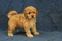 Penny, a female Cavapoo and Poodle - Toy  for sale in Hickory, NC – 8 of 9