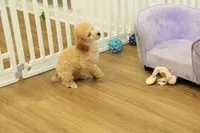 Annie, a female Poodle - Toy  for sale in Hickory, NC – 2 of 9