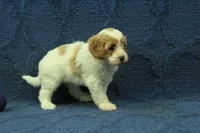 Madelyn F1B, a female Cavapoo for sale in Hickory, NC – 7 of 9