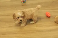 Sebastian F1B, a male Cavapoo and Poodle - Toy  for sale in Hickory, NC – 2 of 10