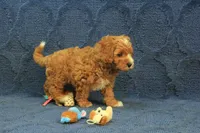 Patches, a male Cavapoo and Poodle - Toy  for sale in Hickory, NC – 8 of 10