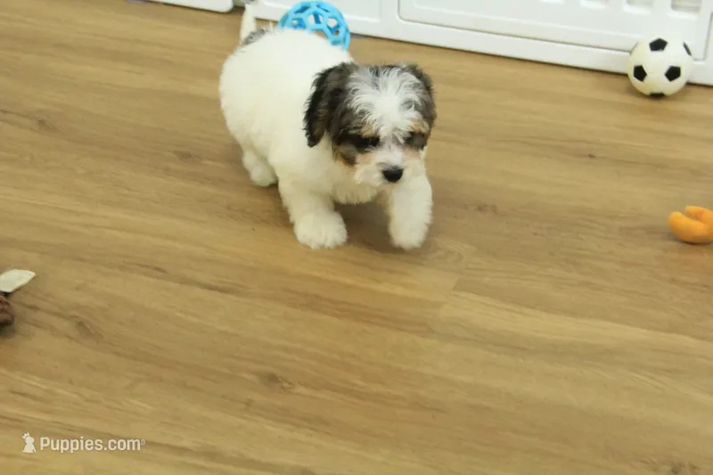 Smokey – Cavapoo puppy for sale in Hickory, NC