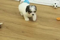 Smokey, a male Cavapoo for sale in Hickory, NC – 1 of 9
