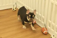 Wilma, a female French Bulldog for sale in Hickory, NC – 3 of 10