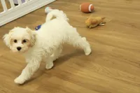 Violet F1B, a female Cavapoo and Poodle - Toy  for sale in Hickory, NC – 8 of 10
