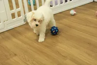 Violet F1B, a female Cavapoo and Poodle - Toy  for sale in Hickory, NC – 3 of 10