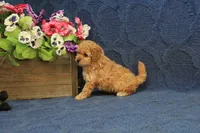 Penny, a female Cavapoo and Poodle - Toy  for sale in Hickory, NC – 9 of 9