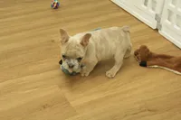 Winston, a male French Bulldog for sale in Hickory, NC – Photo 9 of 10