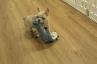 Winston, a male French Bulldog for sale in Hickory, NC – Photo 2 of 10