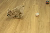 Winston, a male French Bulldog for sale in Hickory, NC – Photo 6 of 10