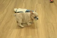 Winston, a male French Bulldog for sale in Hickory, NC – Photo 3 of 10