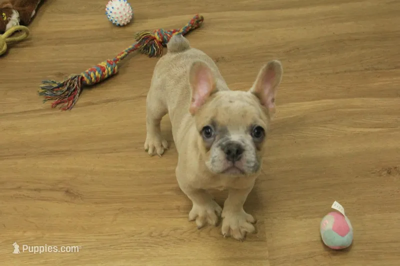 Winston – French Bulldog puppy for sale in Hickory, NC