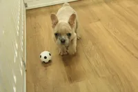 Winston, a male French Bulldog for sale in Hickory, NC – Photo 10 of 10