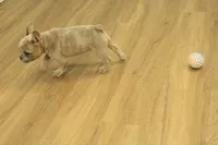 Winston, a male French Bulldog for sale in Hickory, NC – Photo 7 of 10