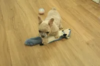 Winston, a male French Bulldog for sale in Hickory, NC – Photo 4 of 10